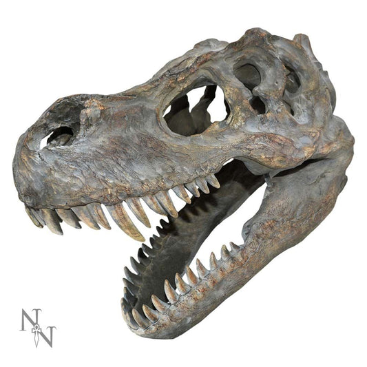 Tyrannosaurus Rex 15" Wall-Hanging Dinosaur Skull